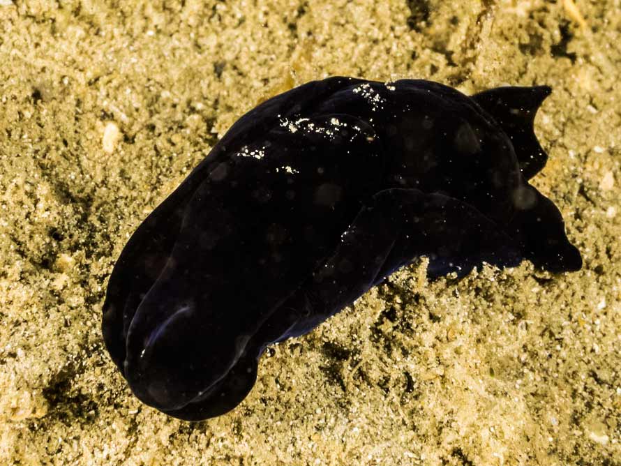 Philinopsis sp. 2